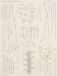 <B>Topsent, É.</B> (1902). Zoologie: Spongiaires. Résultats du Voyage du S.Y. Belgica en 1897-1898-1899 sous le commandement de A. de Gerlache de Gomery: Rapports Scientifiques (1901-1913). Buschmann: Anvers, Belgium. 54, VI plates pp.
