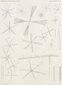 Topsent (1902, pl. 4), author: E. Topsent