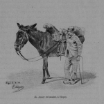 Auguin (1899, fig. 45)
