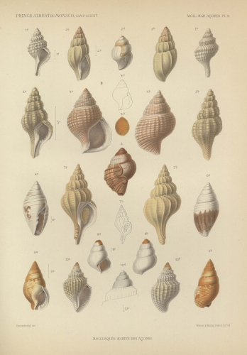Dautzenberg (1889, pl. 2) Dautzenberg (1889, pl. 2)