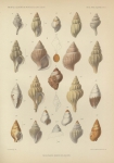 Dautzenberg, Ph. (1889). Contribution à la faune malacologique des Iles Açores. Résultats des Campagnes Scientifiques Accomplies sur son Yacht par Albert Ier Prince Souverain de Monaco, I. Imprimerie de Monaco: Monaco. 112, IV plates pp.