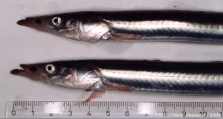 Hyperoplus lanceolatus (Le Sauvage, 1824), author: RIVO/Henk Heessen/2005
