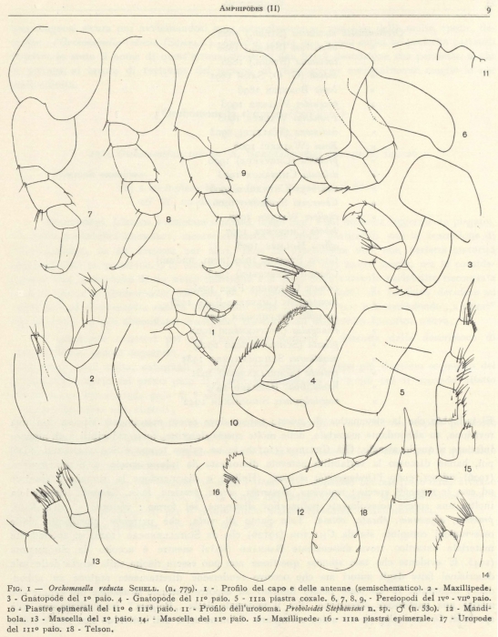 Ruffo (1949, fig. 01) Ruffo (1949, fig. 01)