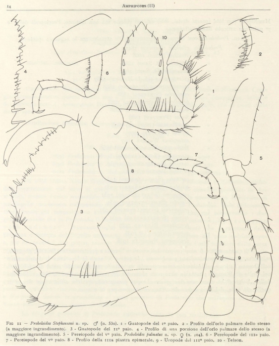 Ruffo (1949, fig. 02) Ruffo (1949, fig. 02)