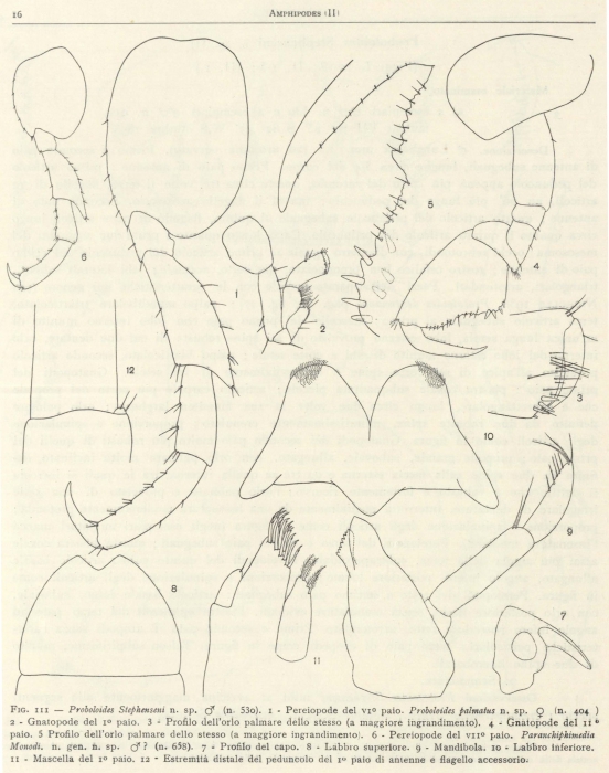Ruffo (1949, fig. 03) Ruffo (1949, fig. 03)