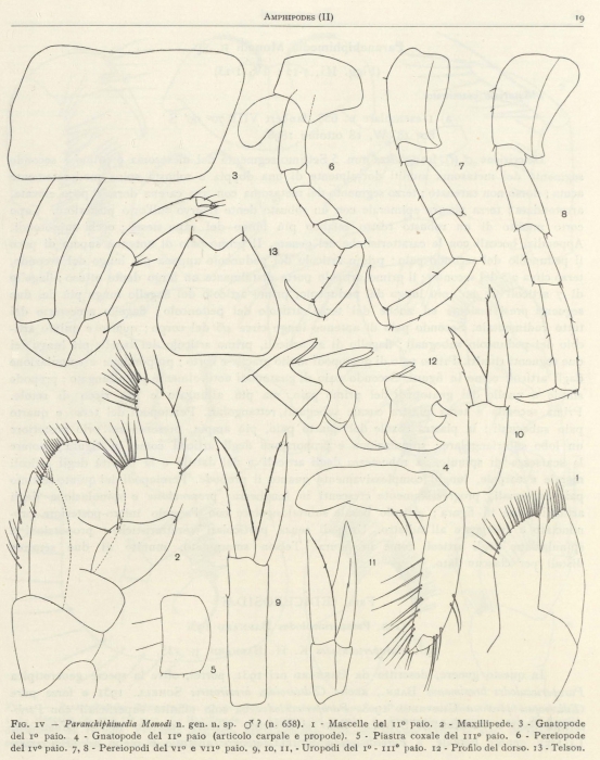 Ruffo (1949, fig. 04) Ruffo (1949, fig. 04)