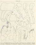 Zuidpoolexpeditie 1897-1899