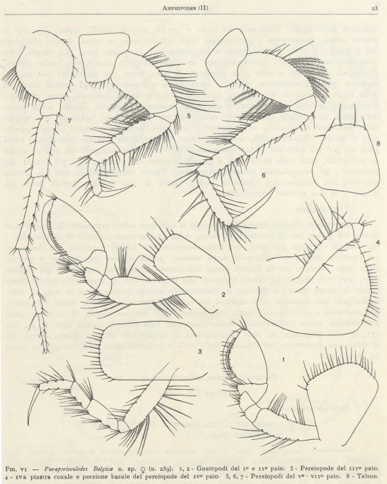 Ruffo (1949, fig. 06)