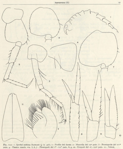 Syrrhoe nodulosa Barnard, 1932 Syrrhoe nodulosa Barnard, 1932