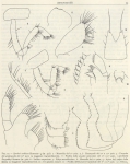 Fauna & flora van de zee
