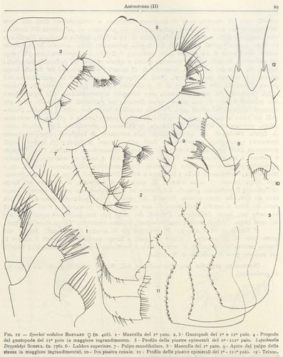Syrrhoe nodulosa Barnard, 1932 Syrrhoe nodulosa Barnard, 1932