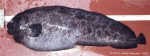Perciformes
