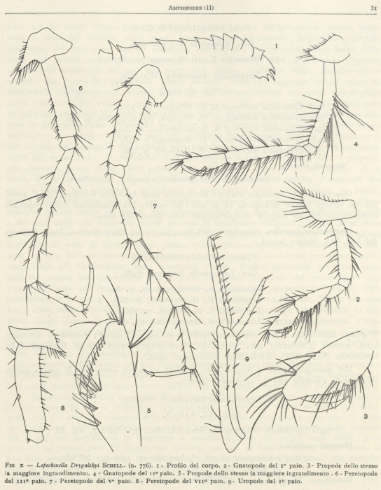 Ruffo (1949, fig. 10) Ruffo (1949, fig. 10)