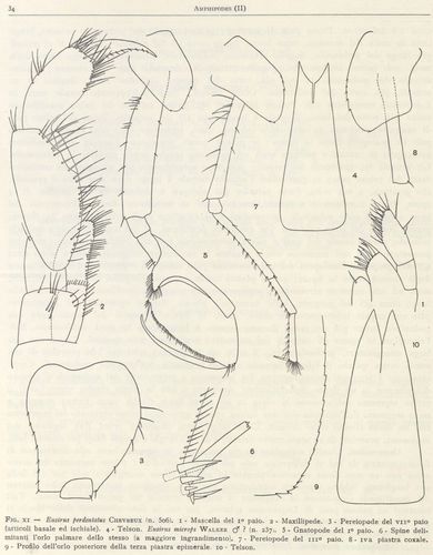Eusirus microps & Eusirus perdentatus [from Ruffo (1949)]