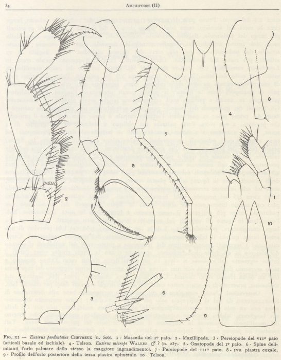 Ruffo (1949, fig. 11) Ruffo (1949, fig. 11)
