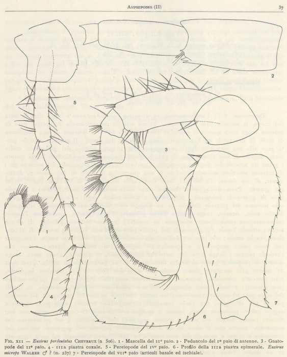 Ruffo (1949, fig. 12) Ruffo (1949, fig. 12)