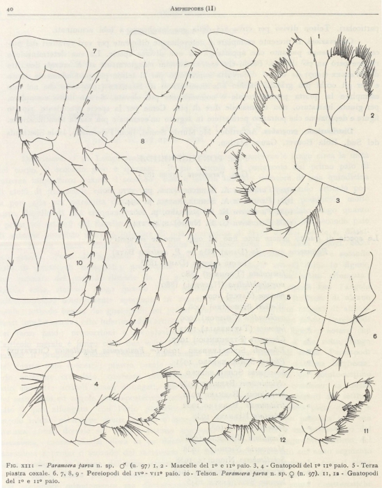 Ruffo (1949, fig. 13) Ruffo (1949, fig. 13)