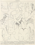 <B>Ruffo, S.</B> (1949). Zoologie: Amphipodes (II). Résultats du Voyage de la Belgica en 1897-1899 sous le commandement de A. de Gerlache de Gomery: Rapports Scientifiques (1941-1949). Buschmann: Anvers, Belgium. 58 pp.