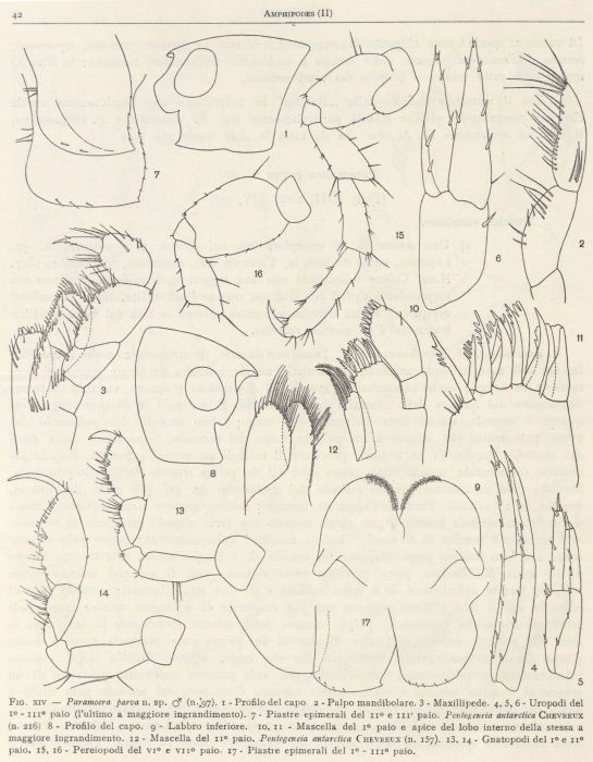 Ruffo (1949, fig. 14) Ruffo (1949, fig. 14)