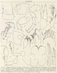 Ruffo, S. (1949). Zoologie: Amphipodes (II). Résultats du Voyage de la Belgica en 1897-1899 sous le commandement de A. de Gerlache de Gomery: Rapports Scientifiques (1941-1949). Buschmann: Anvers, Belgium. 58 pp.