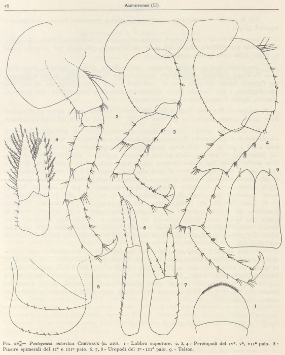Ruffo (1949, fig. 15) Ruffo (1949, fig. 15)