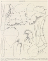 Pontogeneoides dubia (Ruffo, 1949)