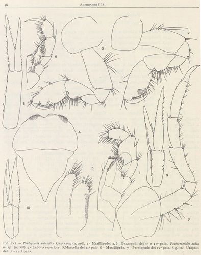 Pontogeneoides dubia (Ruffo, 1949) Pontogeneoides dubia (Ruffo, 1949)