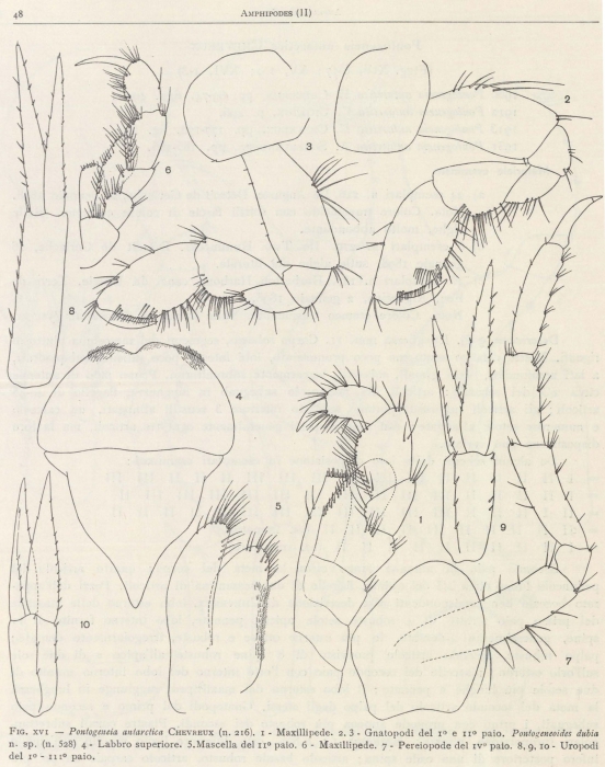 Ruffo (1949, fig. 16) Ruffo (1949, fig. 16)