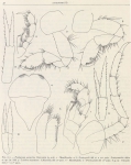 Zuidpoolexpeditie 1897-1899