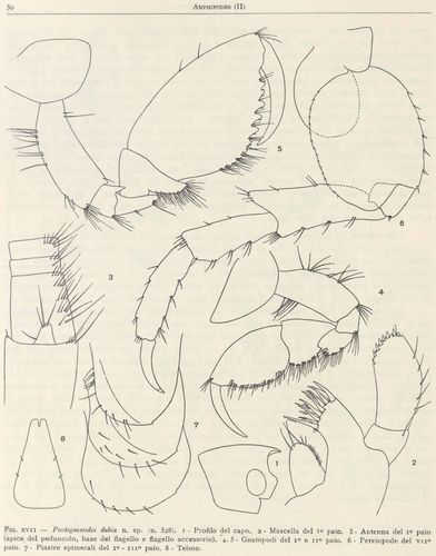 Pontogeneoides dubia n.sp., from Ruffo (1949) Pontogeneoides dubia n.sp., from Ruffo (1949)