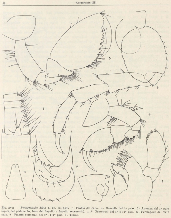 Ruffo (1949, fig. 17) Ruffo (1949, fig. 17)