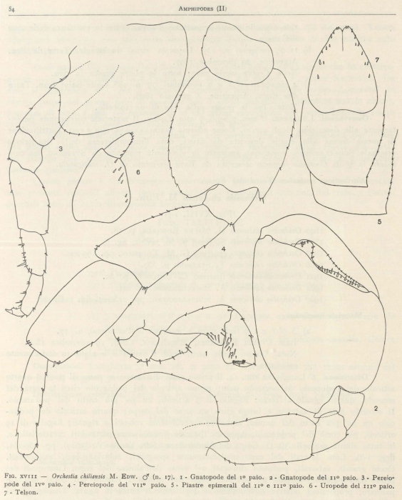 Ruffo (1949, fig. 18) Ruffo (1949, fig. 18)