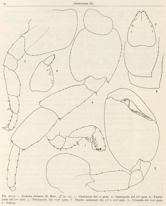 Ruffo (1949, fig. 18)