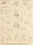 Fauna & flora van de zee