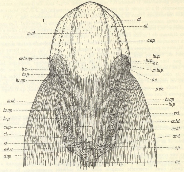 Leloup (1938, fig. 1)