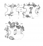 Leloup, E. (1938). Zoologie: Siphonophores et Cténophores. Résultats du Voyage de la Belgica en 1897-1899 sous le commandement de A. de Gerlache de Gomery: Rapports Scientifiques (1926-1940). Buschmann: Anvers, Belgium. 12, I plate pp
