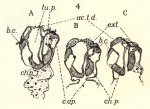 <B>Leloup, E.</B> (1938). Zoologie: Siphonophores et Cténophores. Résultats du Voyage de la Belgica en 1897-1899 sous le commandement de A. de Gerlache de Gomery: Rapports Scientifiques (1926-1940). Buschmann: Anvers, Belgium. 12, I plate pp
