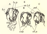 Leloup (1938, fig. 4), author: E. Leloup