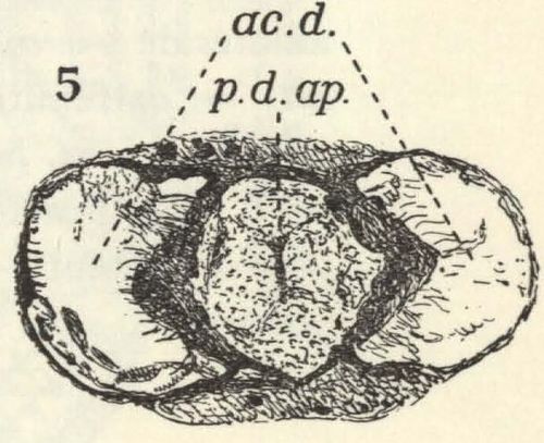 Leloup (1938, fig. 5) Leloup (1938, fig. 5)