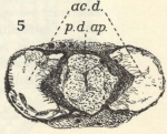 Leloup, E. (1938). Zoologie: Siphonophores et Cténophores. Résultats du Voyage de la Belgica en 1897-1899 sous le commandement de A. de Gerlache de Gomery: Rapports Scientifiques (1926-1940). Buschmann: Anvers, Belgium. 12, I plate pp