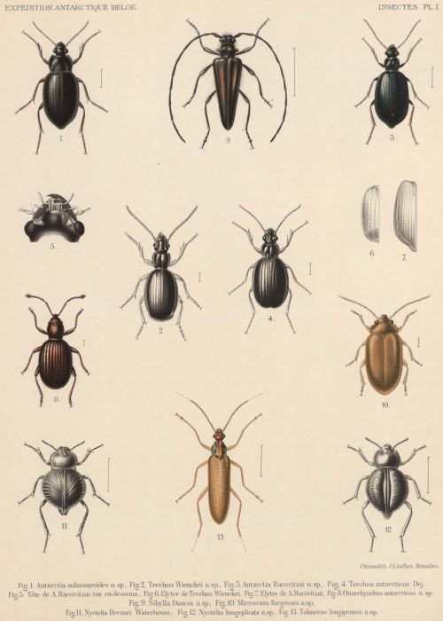 Bergroth (1906, pl. 1) Bergroth (1906, pl. 1)