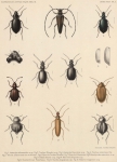 <B>Bergroth, E.</B> (1906). Zoologie: Insectes. Hémiptères. Résultats du Voyage du S.Y. Belgica en 1897-1898-1899 sous le commandement de A. de Gerlache de Gomery: Rapports Scientifiques (1901-1913). Buschmann: Anvers, Belgium. 13-15 pp.