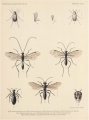 Bergroth (1906, pl. 2), author: E. Bergroth