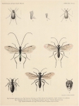 Bergroth, E. (1906). Zoologie: Insectes. Hémiptères. Résultats du Voyage du S.Y. Belgica en 1897-1898-1899 sous le commandement de A. de Gerlache de Gomery: Rapports Scientifiques (1901-1913). Buschmann: Anvers, Belgium. 13-15 pp.