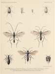 <B>Bergroth, E.</B> (1906). Zoologie: Insectes. Hémiptères. Résultats du Voyage du S.Y. Belgica en 1897-1898-1899 sous le commandement de A. de Gerlache de Gomery: Rapports Scientifiques (1901-1913). Buschmann: Anvers, Belgium. 13-15 pp.