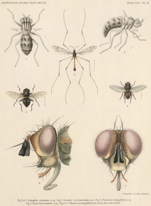 Bergroth (1906, pl. 3) Bergroth (1906, pl. 3)