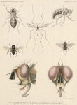 Bergroth, E. (1906). Zoologie: Insectes. Hémiptères. Résultats du Voyage du S.Y. Belgica en 1897-1898-1899 sous le commandement de A. de Gerlache de Gomery: Rapports Scientifiques (1901-1913). Buschmann: Anvers, Belgium. 13-15 pp.