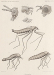 Bergroth, E. (1906). Zoologie: Insectes. Hémiptères. Résultats du Voyage du S.Y. Belgica en 1897-1898-1899 sous le commandement de A. de Gerlache de Gomery: Rapports Scientifiques (1901-1913). Buschmann: Anvers, Belgium. 13-15 pp.