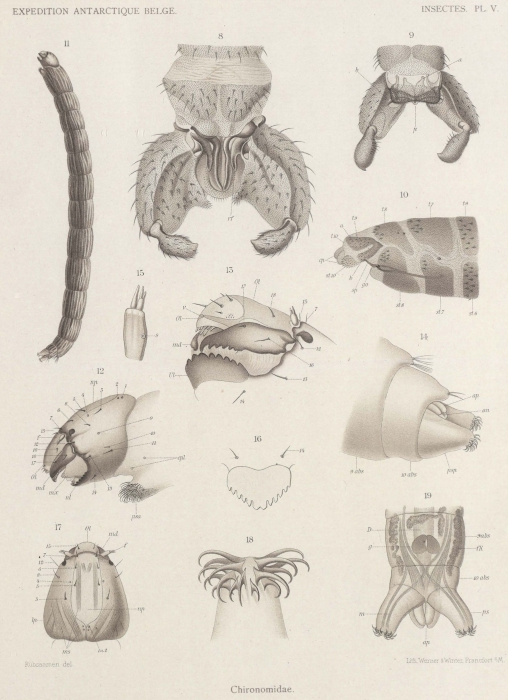 Bergroth (1906, pl. 5) Bergroth (1906, pl. 5)