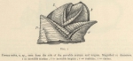 Zuidpoolexpeditie 1897-1899